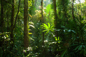 Sunrise shines on peat swamp forest.