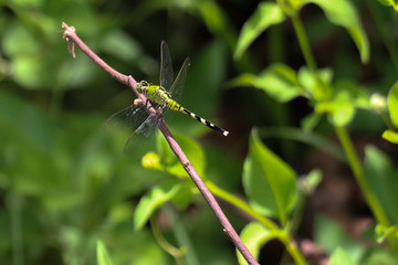 Erythemis vesiculosa