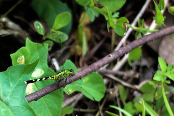 Erythemis vesiculosa