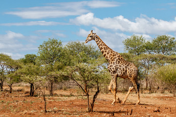 Male giraffe walking in Zimanga Game Reserve in South Africa