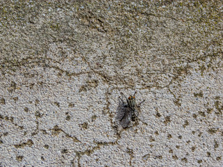 Fly over a wall, natural lit