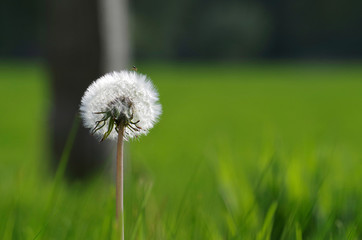 Dandelion in Spring