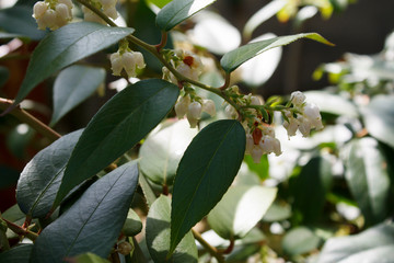 young plant with white flowers in a shady garden