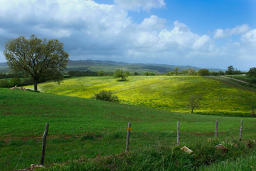 Hayfields in a windy spring day