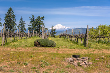 Mt. Adams lookout and Hood River landscape.