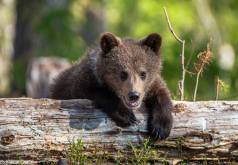 Wild brown bear cub close-up. Brown bear cub baby sitting on belly on fallen spruce tree looking at camera with green forest background.