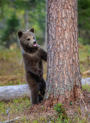 Fototapeta premium Cub of Brown bear standing on his hind legs. Scientific name: Ursus Arctos Arctos. Summer forest. Natural green Background.