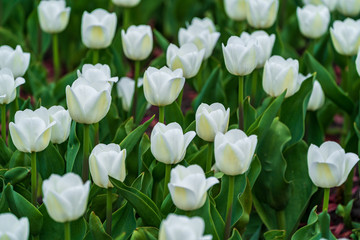 beautiful colorful white tulips flowers bloom in spring garden.