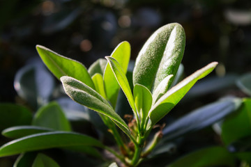 the green leaves of the young seedlings reach for the sun
