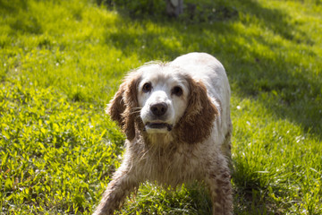 wet dog spaniel on the grass