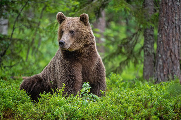 Fototapeta na wymiar Wild adult Brown Bear in the summer forest. Scientific name: Ursus Arctos. Green natural forest background. Natural habitat.