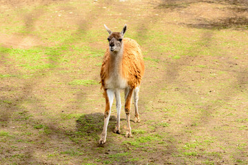 Wild animals walking in the spring sun.