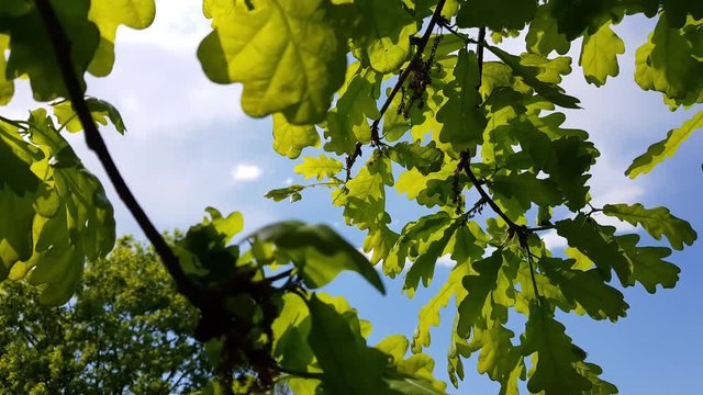 Spring leaves of an oak-tree, back light, blue sky background. Light breeze, sunny day