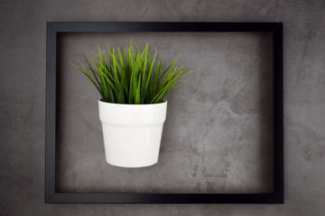 Flower in a pot in a black frame on a gray background, top view, layout, design, flat lay.