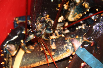 halloween beach bbq bar festival