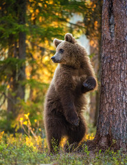 Obraz premium Cub of Brown bear standing on his hind legs. Scientific name: Ursus Arctos Arctos. Summer forest in sunset light.
