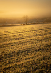 Single tree in the frozen fields.