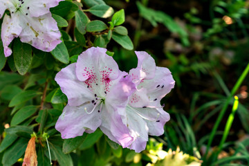 white flower of Indian azalea