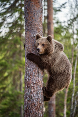 Brown bear cub climbs a pine tree. Natural habitat. Summer forest. Scientific name: Ursus arctos.