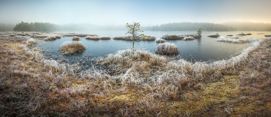 Frozen boreal forest in sunrise light.