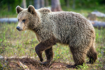 Cubs of Brown Bear in the  summer forest. Natural habitat. Scientific name: Ursus arctos.