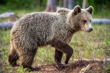 Fototapeta premium Cub of Brown Bear in the summer forest. Natural habitat. Scientific name: Ursus arctos.