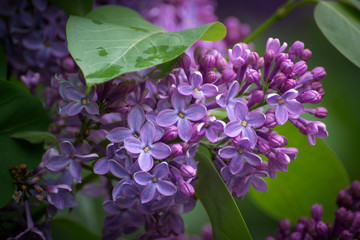 Blossoming branch of violet lilac flower. Spring nature floral background