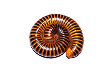 Close Up Millipede an Isolated On White Background