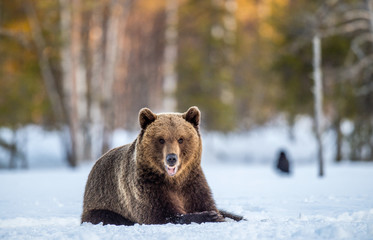 Brown Bear on a snow-covered swamp in the spring forest. Sunset light. Eurasian brown bear,...