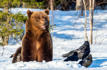Brown Bear  and ravens on a snow-covered swamp in the spring forest. Sunset light.  Eurasian brown...