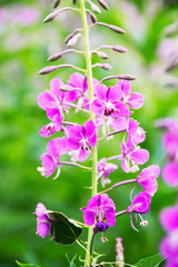 Fototapeta premium close-up picture of fireweed (Chamaenerion)in Alberta, Canada.