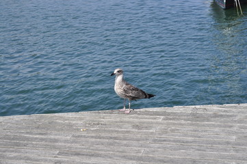 Seagull on Pier Beside Water