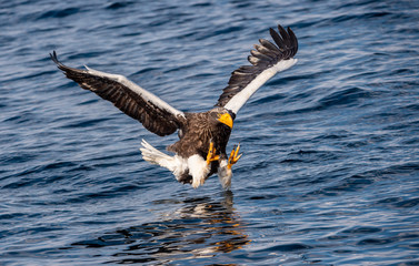 Adult Steller's sea eagle fishing. Scientific name: Haliaeetus pelagicus. Blue ocean background.