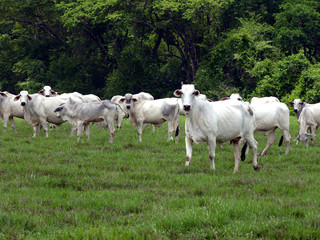 Fototapeta na wymiar bovinos de carne en los campos