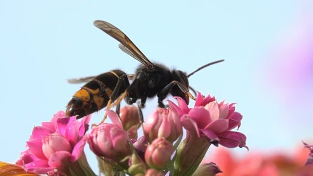 Bee Wasp hornet on pink flower details closeup view