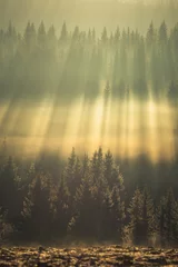 Foto auf Acrylglas Honigfarbe Erstaunliche Lichtstrahlen über dem Wald.