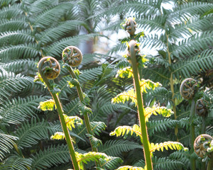 Fern in botanical garden