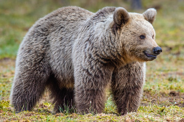Brown Bear on the swamp in spring forest. Close up. Natural habitat. Scientific name: Ursus arctos.