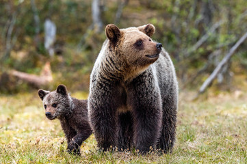 Bear cubs with mother she-bear in the spring forest. Bear family of Brown Bear. Scientific name: Ursus arctos.