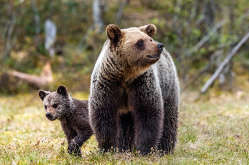 Fototapeta premium Bear cubs with mother she-bear in the spring forest. Bear family of Brown Bear. Scientific name: Ursus arctos.
