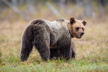 Fototapeta premium Bear cubs with mother she-bear in the spring forest. Bear family of Brown Bear. Scientific name: Ursus arctos.