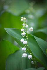 Forest landyshi- thick fragrant thickets of delicate flowers against a background of pine forest in May and April. In Ukraine, it is rare flowers, they are protected by law and special services