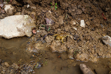 Frogs during the period of fertilization in the Carpathian mountains.Frogs sex