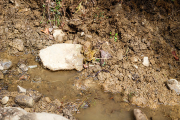 Frogs during the period of fertilization in the Carpathian mountains.Frogs sex