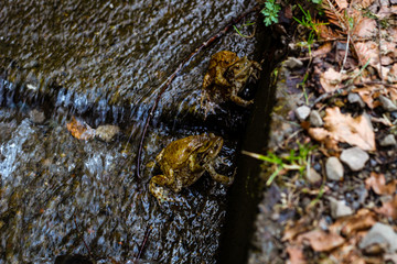 Frogs during the period of fertilization in the Carpathian mountains.Frogs sex