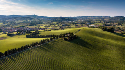 Verdi colline coltivate a grano nei pressi di Pesaro nella regione Marche in Italia 
