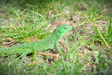 Beautiful little green lizard hiding from people at sunny day.