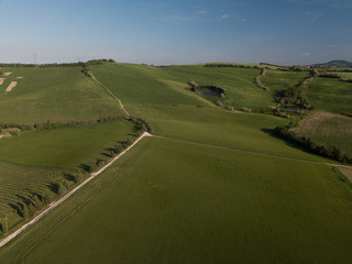 Obraz premium Verdi colline coltivate a grano nei pressi di Pesaro nella regione Marche in Italia 