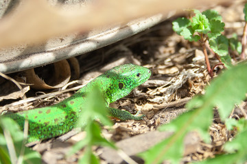 Beautiful little green lizard hiding from people at sunny day.
