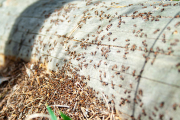 Many ants working together on fallen dry tree at sunny day un the forest close up. Macro ant. Group...